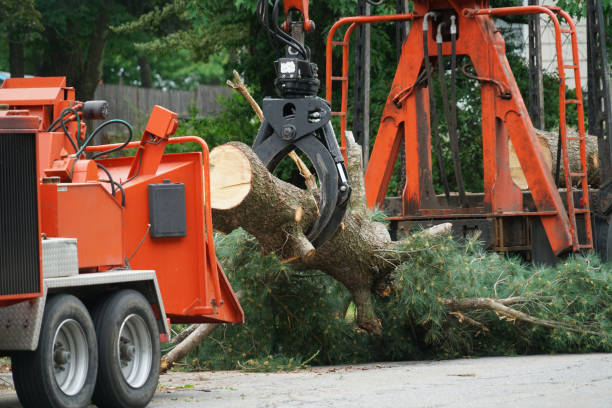 Trusted Wildomar, CA Tree Services Experts